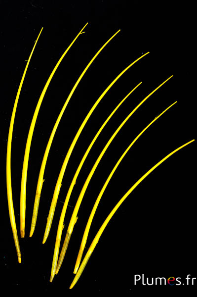 Oie rachis - 25-30 cm - jaune